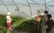 TESOURO DE CORCOESTO