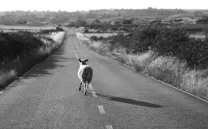 Three tales (c) Sara Janini