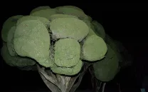 Blind Sensorium: Antropología visual