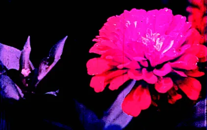 Jonas Mekas